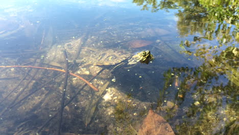 Kleine-Schildkröte-Schwimmt-Im-Teich