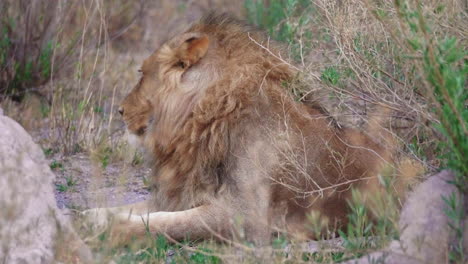 teleobjetivo de un león macho adulto tendido en el arbusto seco