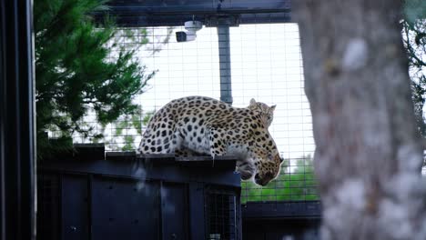 Toma-En-Cámara-Lenta-De-Dos-Leopardos-Saltando-Desde-Un-Techo-En-Su-Recinto