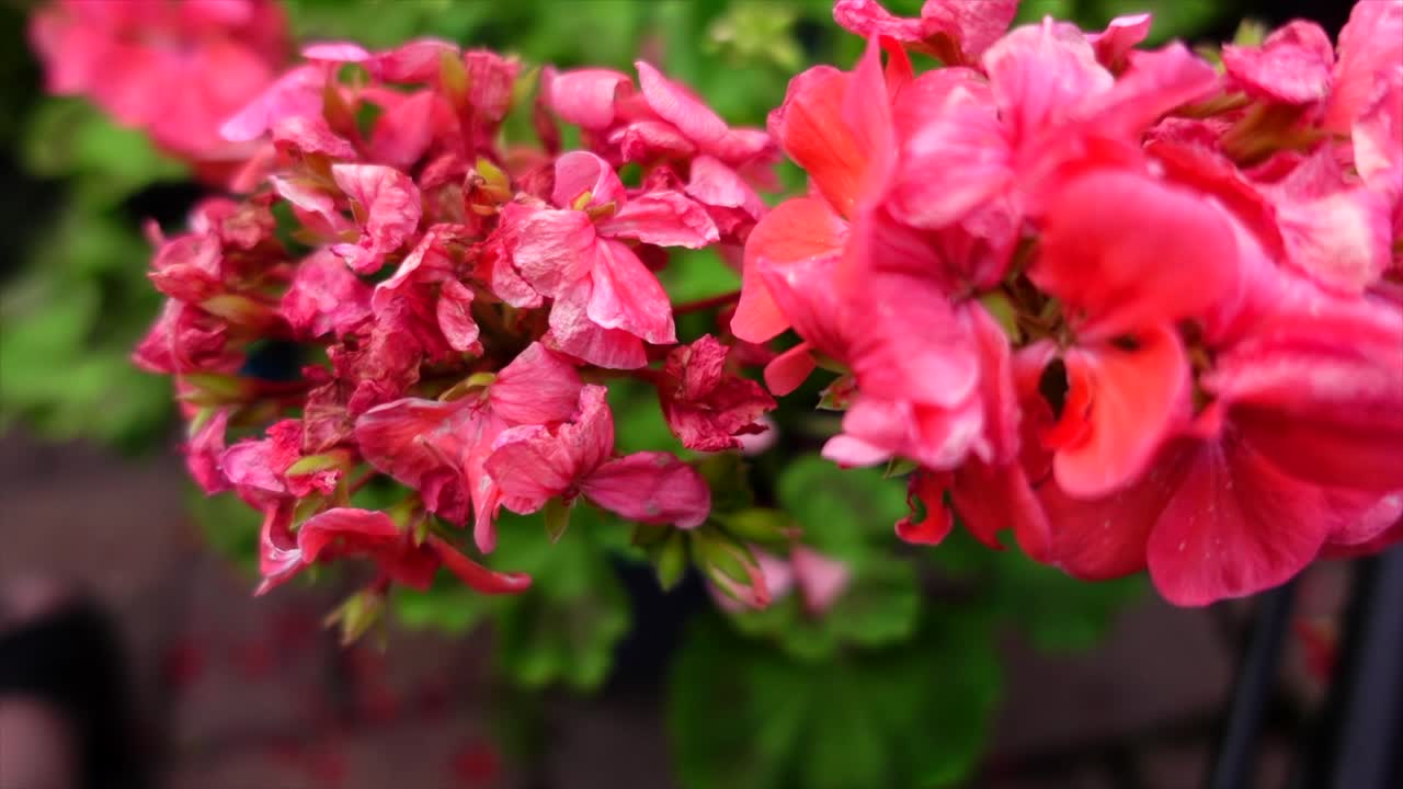 Close up of red pelargonium on a summer day, no persons