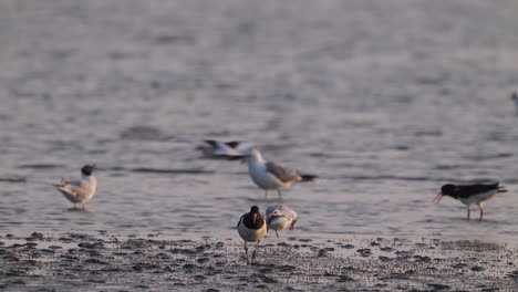 variedad de especies de aves en las marismas de la isla de texel mar de wadden, cámara lenta