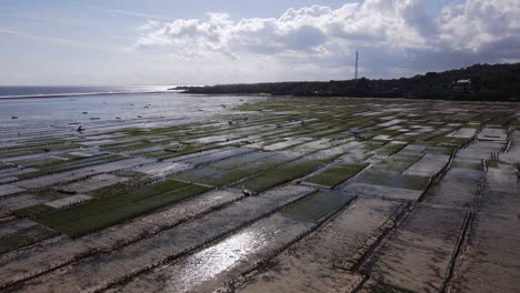 drone shot of a seaweed farm near the coast in indonesia