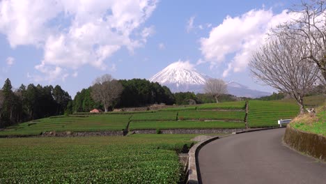 wide open view of obuchi sasaba green tea fields with snowy mount fuji