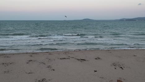 Möwen-Entspannen-Sich-In-Der-Starken-Meeresbrise-über-Dem-Strand