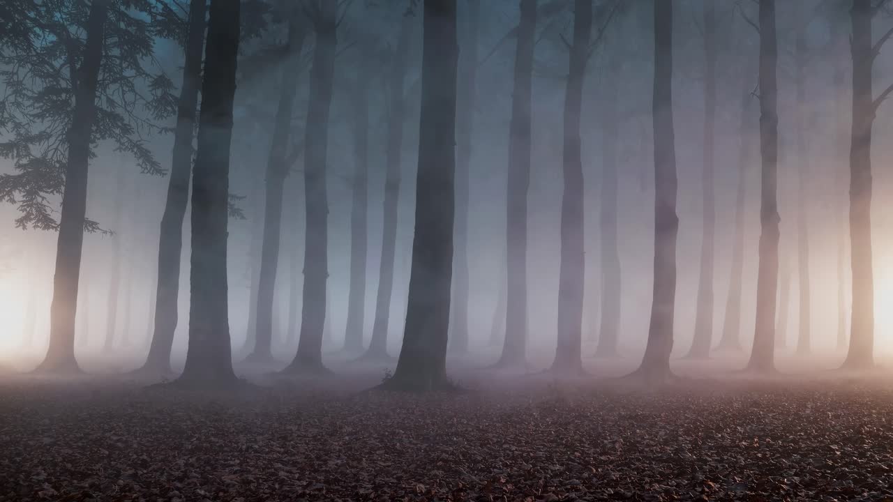 Uhyggelig skovscene med tåge, optaget i jordhøjde. Videostilen skaber mystik og spænding