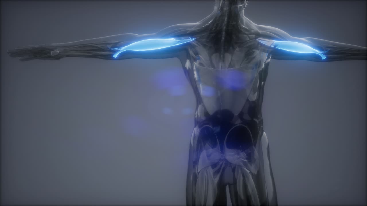 mapa de la anatomía muscular seleccionado