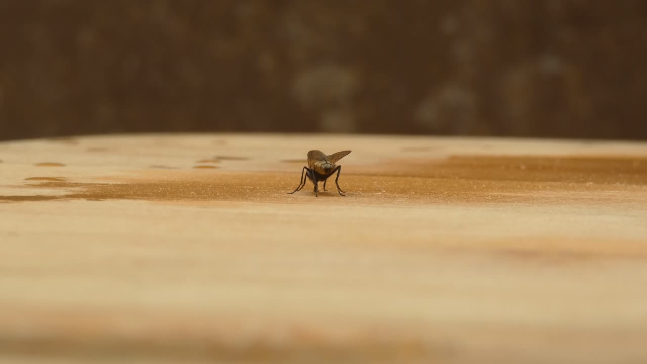 A fly sucking water from a damp piece of wood. The insect moves and turns sucking up the water and moisture.