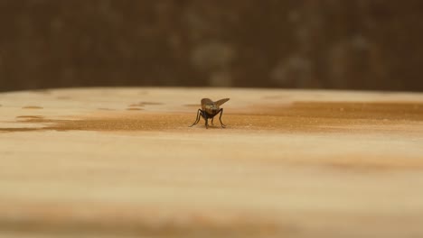 a fly sucking water from a damp piece of wood. the insect moves and turns sucking up the water and moisture.