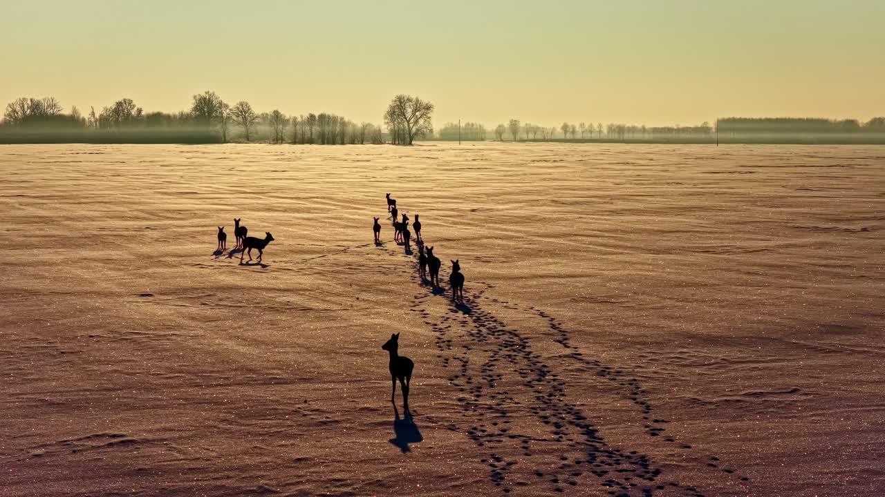 Droneoptagelse af en gruppe vilde hjorte, der krydser en frossen eng under golden hour i et landligt lettisk vinterlandskab og efterlader fodspor i den hvide sne