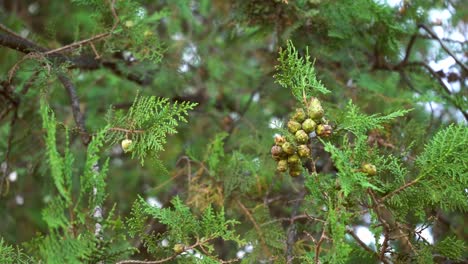 Nahaufnahme-Von-Kiefernzweigen-Mit-Grünen-Blättern-Und-Früchten