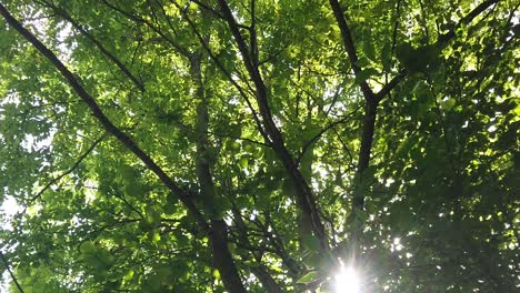 the view of the sunlight through the leaves of the forest