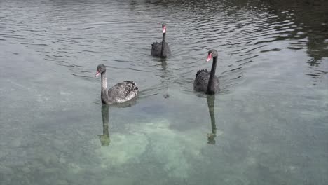 black swans in a lake