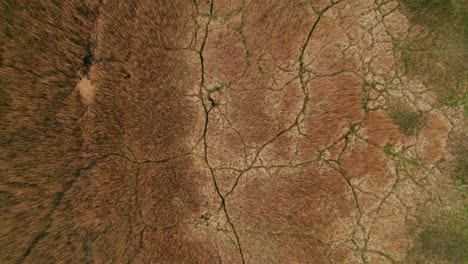 top down aerial shot of a swamp grass field in rewa, poland