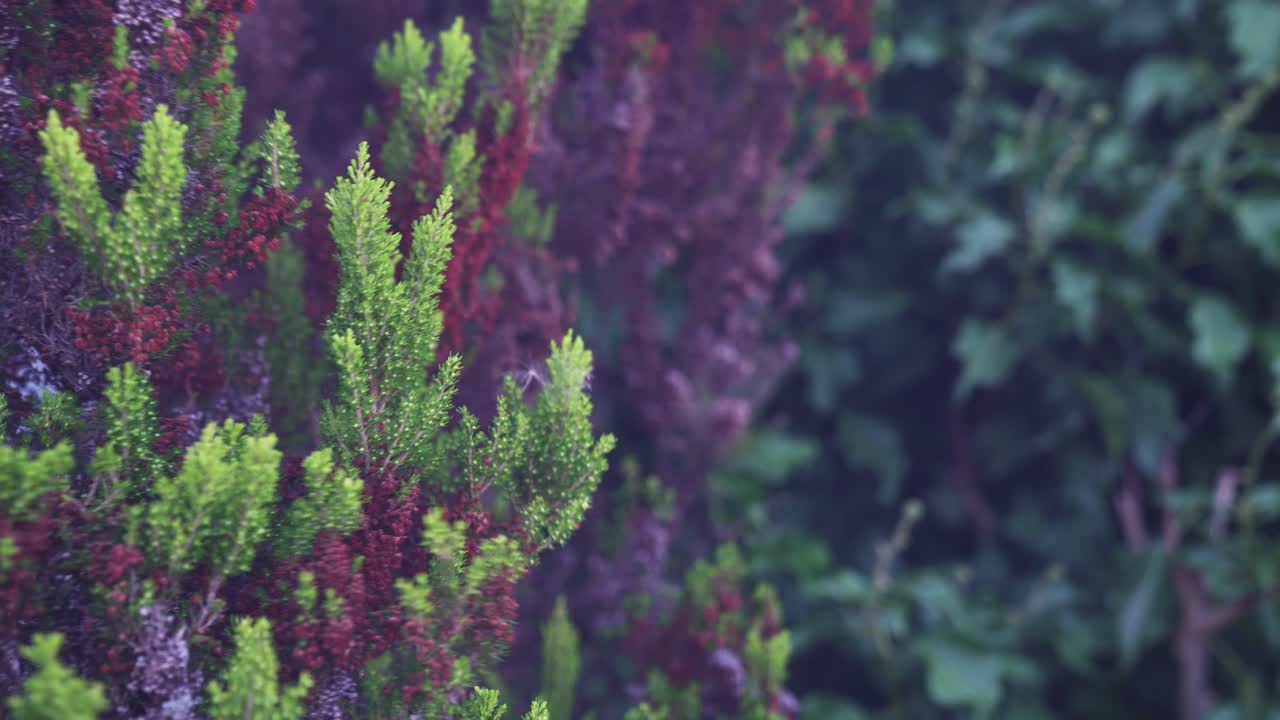 Beautiful green and purple plants blowing in the wind with a hazy feel
