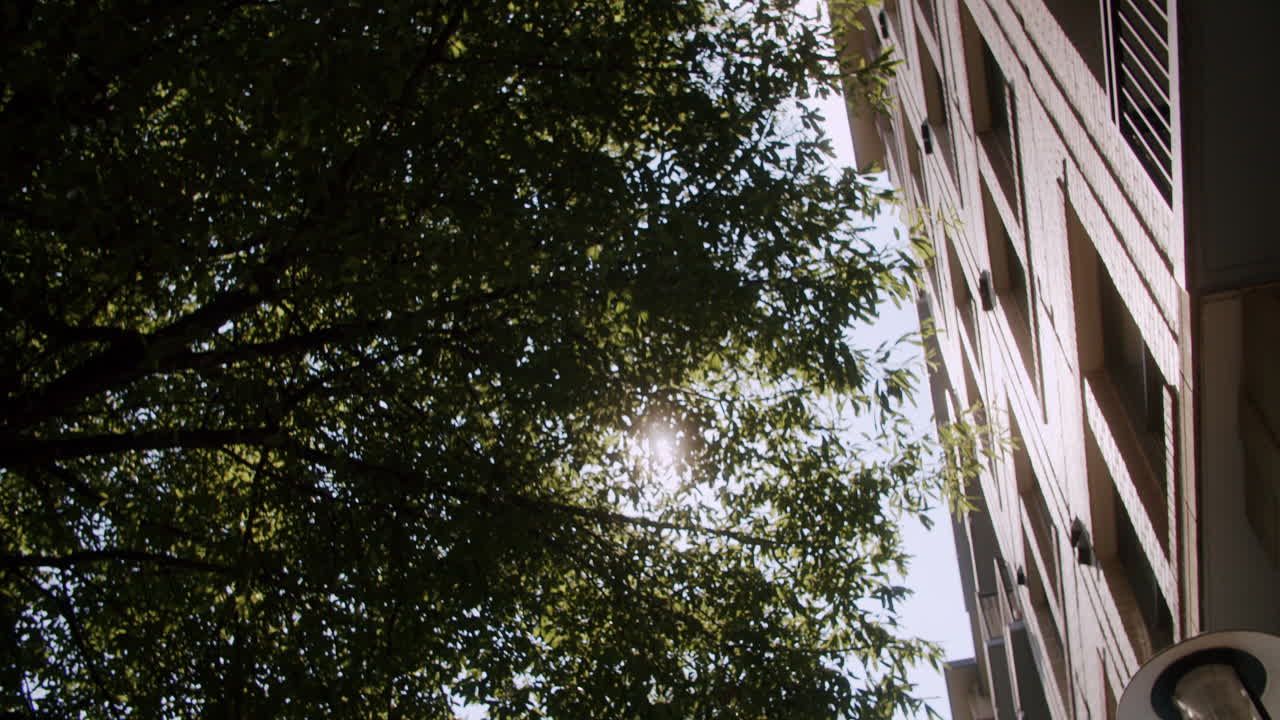 Cityscape with Trees and Sunlight