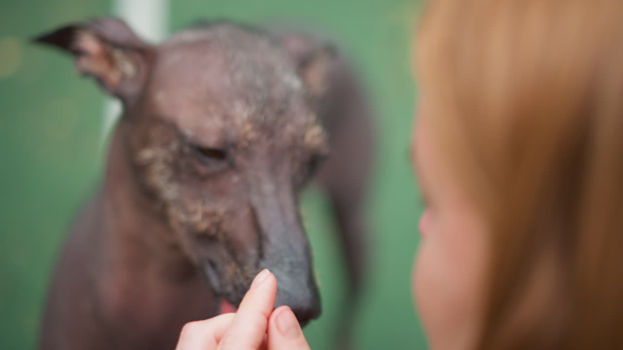 Pet Eagerly Investigates Treat, Hairless Dog Diligently Sniffs Appealing Snack While Woman Watches Gently, Smoothskinned Dog Thoroughly Inspects Savory Snack As Kind Woman Observes With Care