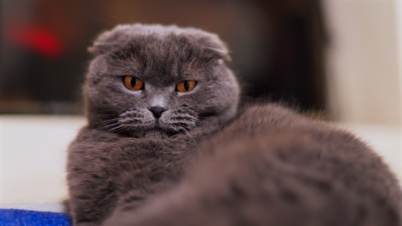 Close up of a gray Scottish fold cat with orange eyes laying on the bed with a blurred background