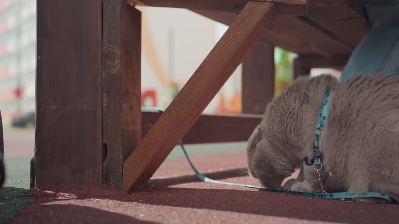 Timid Kitty Beneath Park Seat, Introverted Feline Hides Close To Stroller On Urban Playground, Shy Domestic Cat Finds Refuge Beneath Park Bench Beside Stroller In Quiet Morning Atmosphere