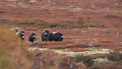 group of muskoxen walking on the tundra in autumn, dovrefjell, norway - wide