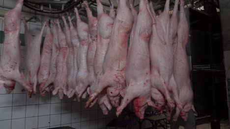 pigs hanging in slaughterhouse cutting chain