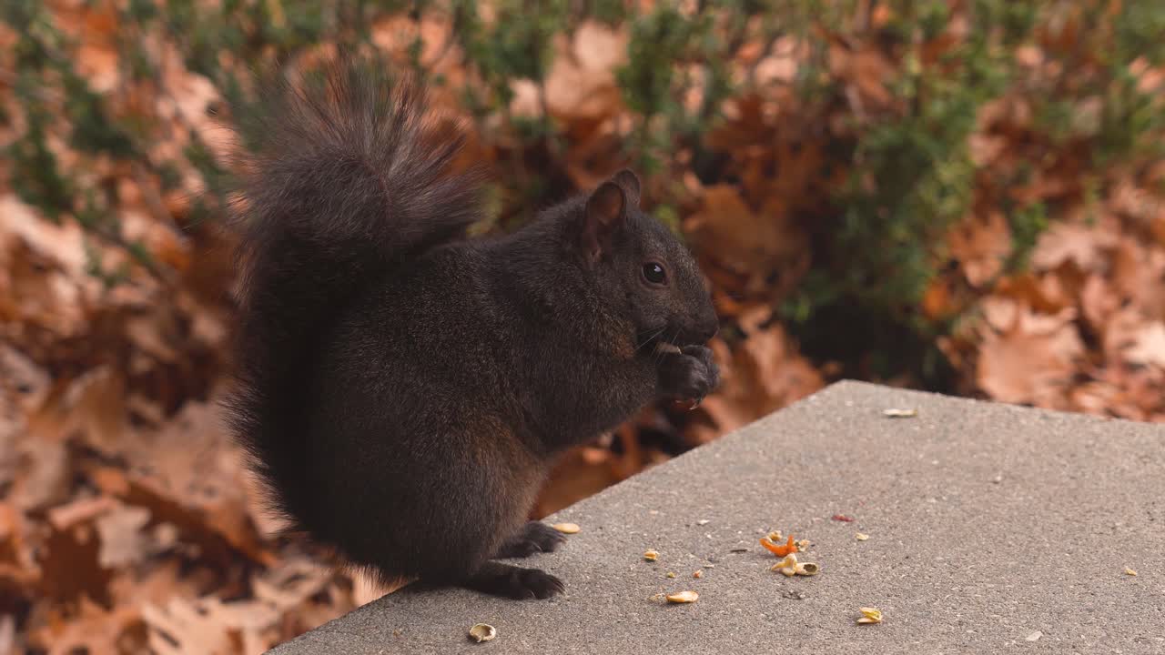 una ardilla de pelo negro se sienta en un porche delantero y consume una semilla