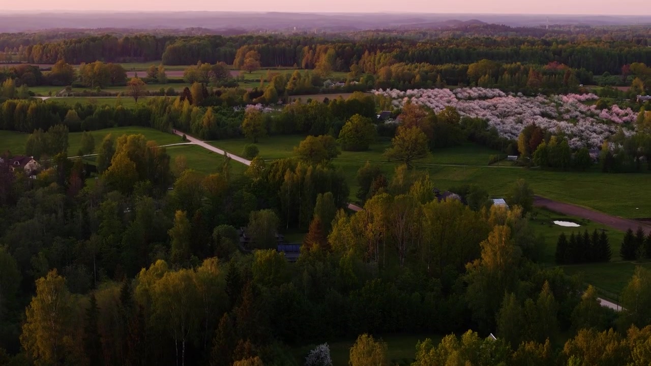 Nouseva ilmakuva kukkivista omenapuista Latviassa keväällä. Latvian maaseudun luonnonkaunis alue metsäpuineen. Laajakuva.