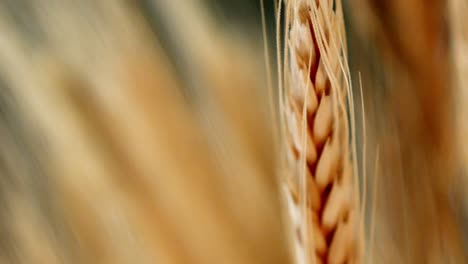 primer plano macro en una sola hebra de trigo en el campo agrícola de trigo