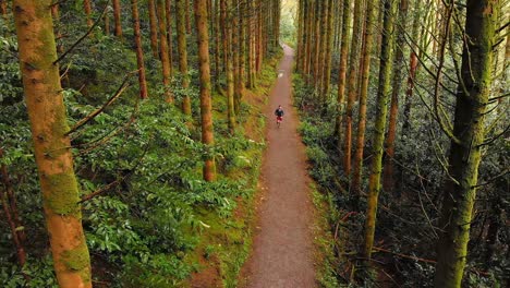 Man-jogging-on-a-pathway-in-forest-4k