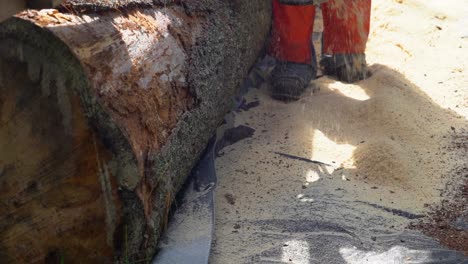 slow motion shot of a logging mill worker stepping through piles of sawdust created by processing the pine log