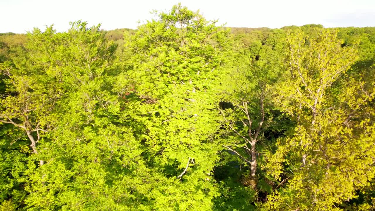 A round lake shot from above with a drone during an early summer morning