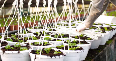 male botanist clipping straps on pots 1