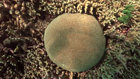 brain coral filmed from above while rotating the camera anti-clockwise