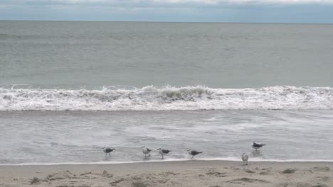 Möwen-Reihen-Sich-Am-Rand-Der-Flut-Am-Strand-Von-Ocean-Isle,-NC,-Auf