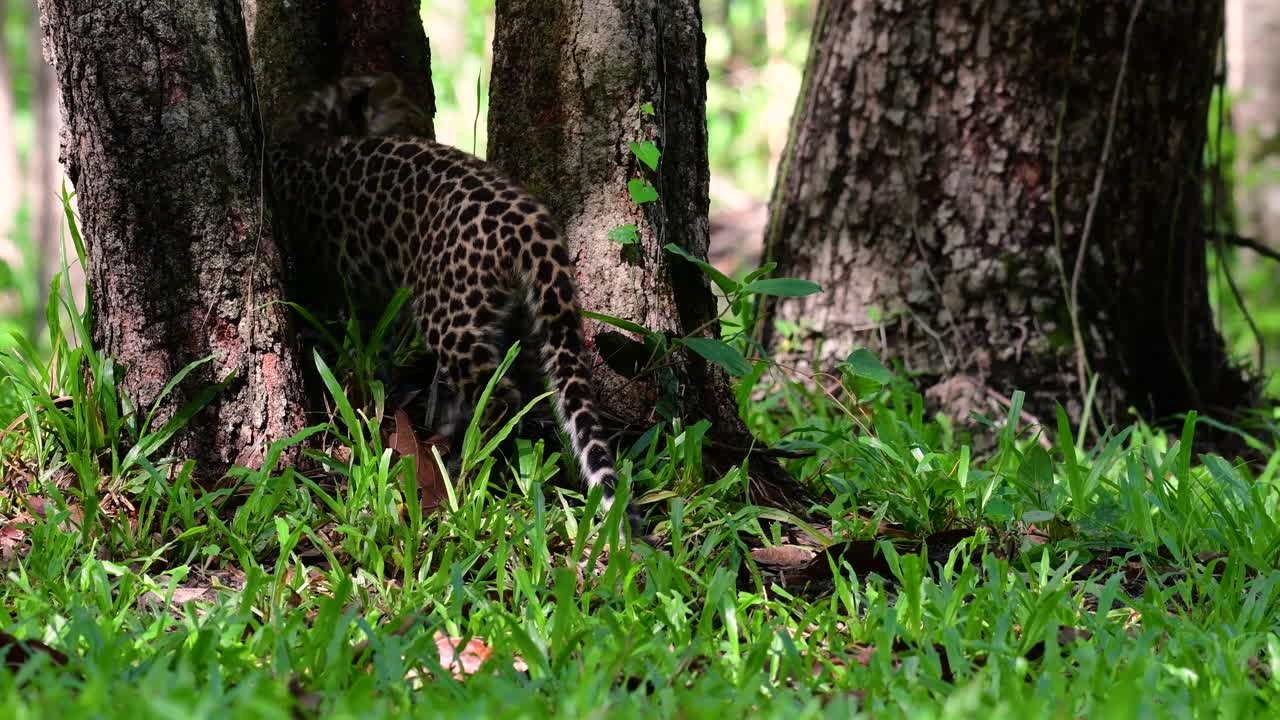 Çinhindi Leoparı savunmasız bir türdür ve Tayland'ın büyük kedilerinden biridir