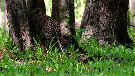 El-Leopardo-De-Indochina-Es-Una-Especie-Vulnerable-Y-Uno-De-Los-Grandes-Felinos-De-Tailandia
