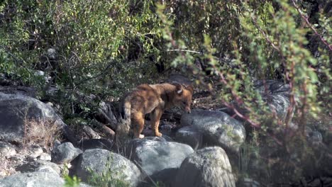 A-baby-Andean-wolf-posing-for-the-camera-in-slow-motion,-capturing-its-adorable-and-majestic-presence