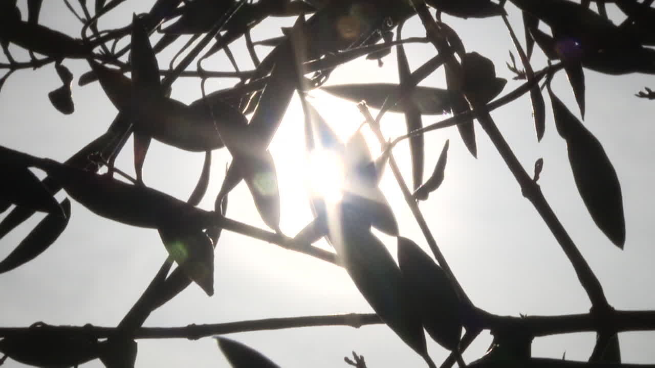 Sunlight Through Olive Tree Leaves