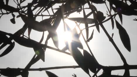sunlight through olive tree leaves