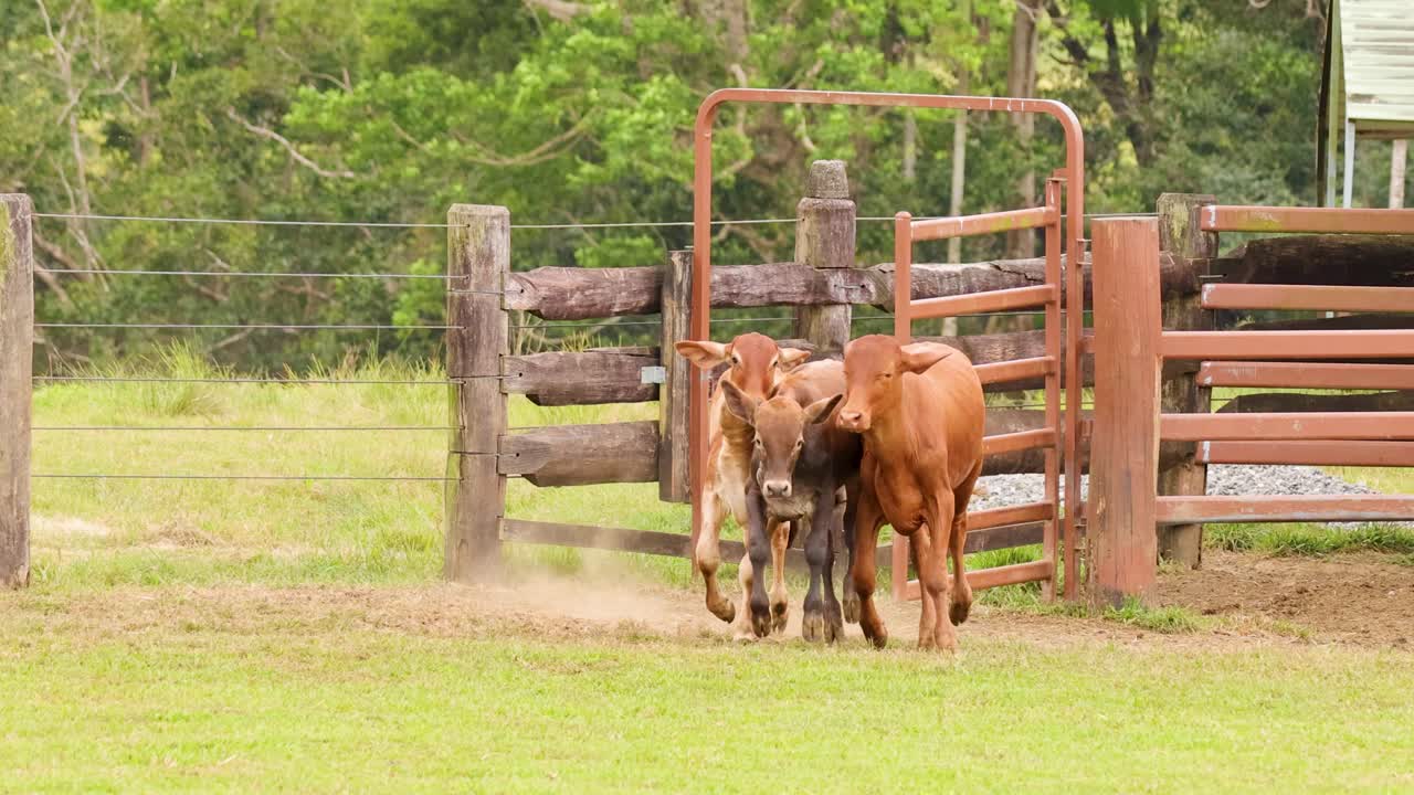 Three calves run from wooden pen onto grassy field in daylight, wide shot, natural colors
