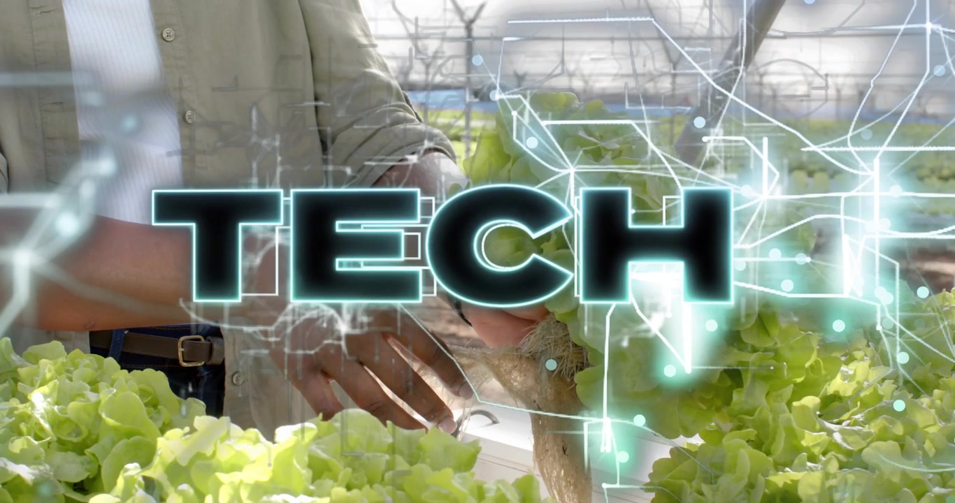 Hydroponics grower inspecting lettuce roots while initiating TECH overlay ensuring root health