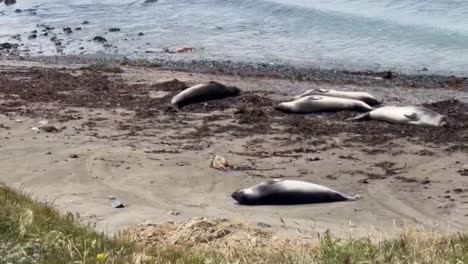 Cinematic-wide-tracking-shot-following-a-young-northern-elephant-seal-pup-on-the-beach-at-Piedras-Blancas-in-San-Simeon,-California