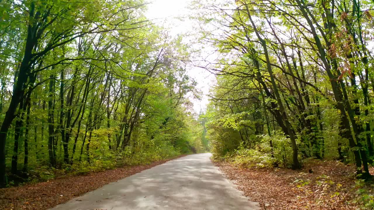 Forest road in autumn. Driving a car on asphalt road among beautiful trees at bright sunlight. Nature in wood during fall.