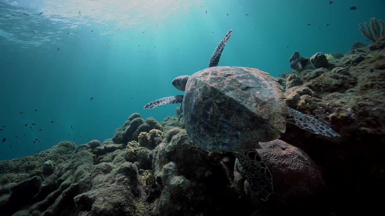 A juvenile hawksbill turtle is sitting on the reef when it takes off swimming into the blue ocean