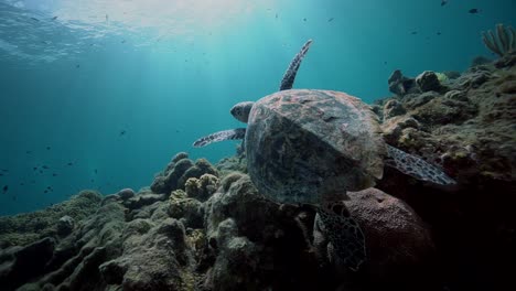 una tortuga falcón juvenil está sentada en el arrecife cuando se aleja nadando hacia el océano azul