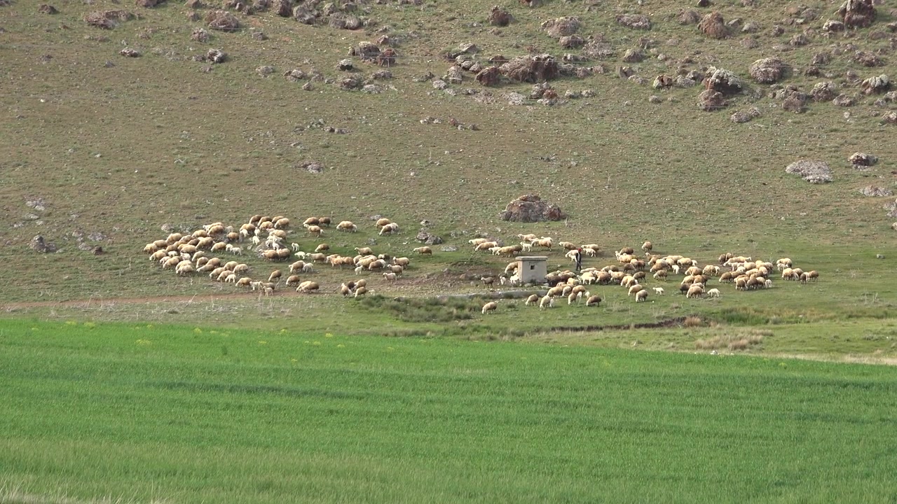 Gregge di pecore al pascolo su un pendio in campagna