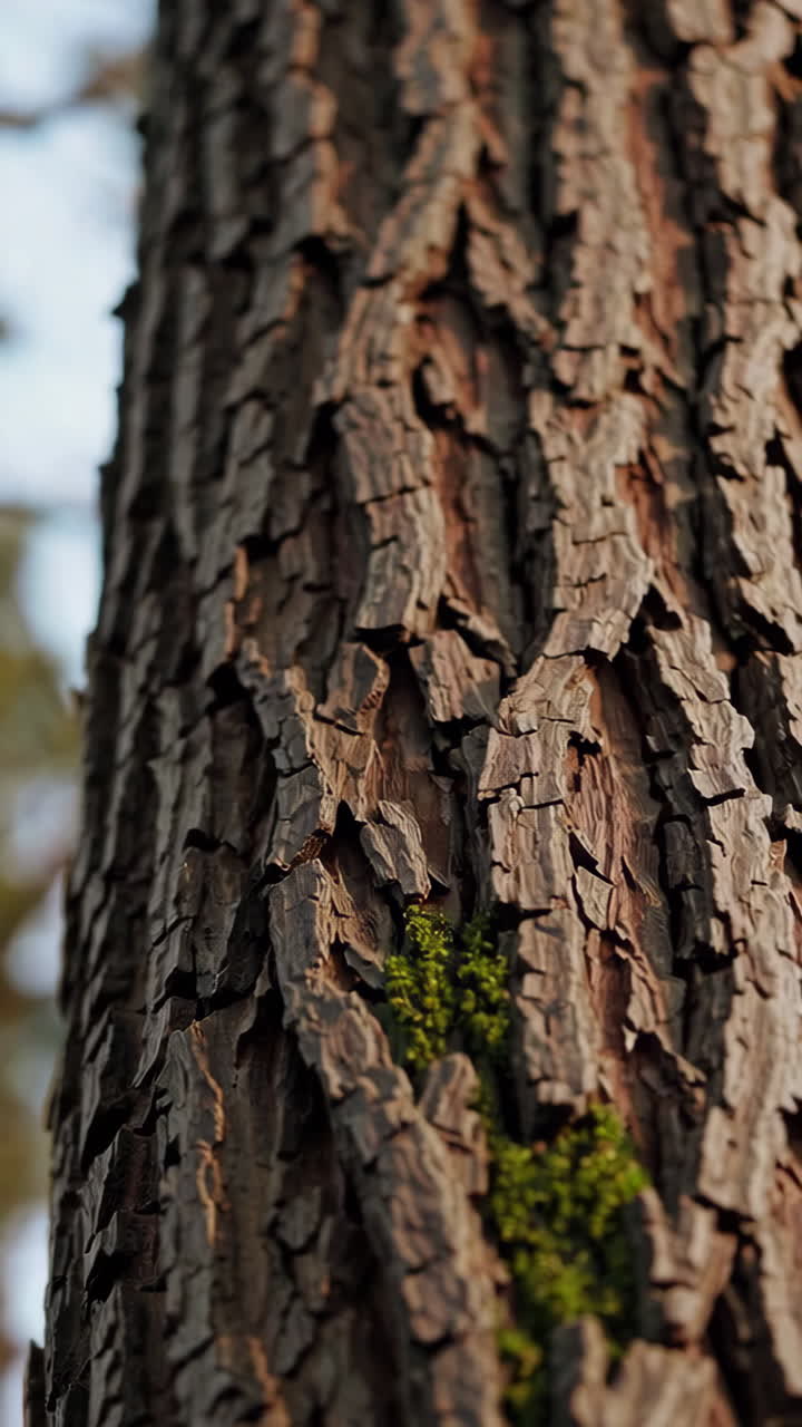 Primo piano di corteccia d'albero con muschio