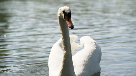 white swan swimming in the lake