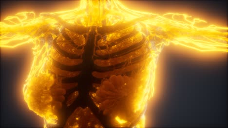 animación colorida del cuerpo humano que muestra huesos y órganos