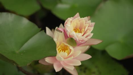 las diminutas flores en un estanque de nenúfares