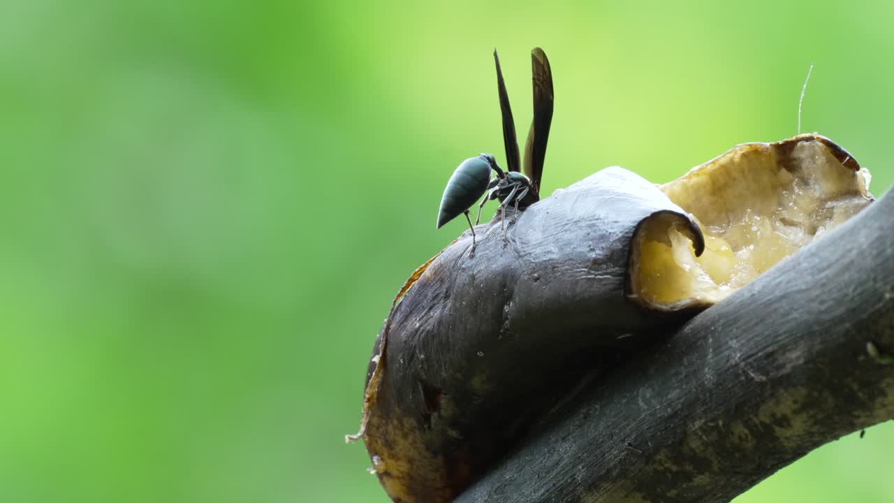 Close Up Shot of Black Wasp Eating Banana on Tree Branch
